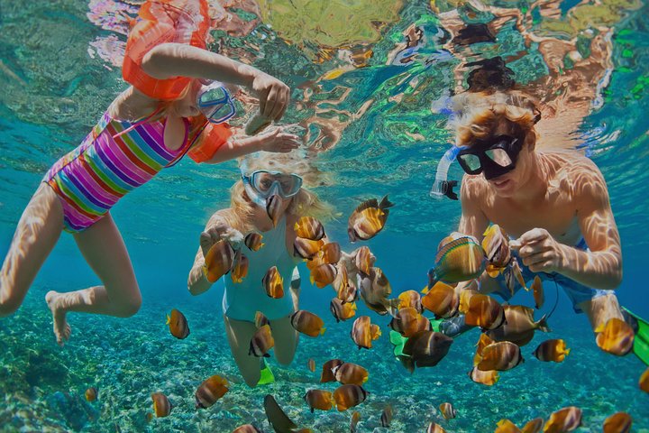 Dolphin Watching and Snorkeling Tour from Muscat - Image 1