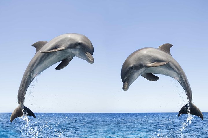 Dolphin Watching and Snorkeling Tour from Muscat - Image 5
