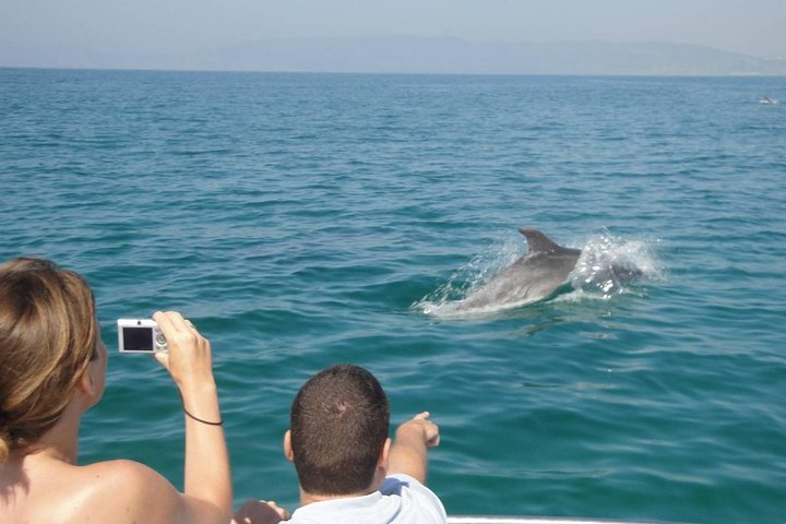 Dolphin Watching and Snorkeling Tour from Muscat - Image 4