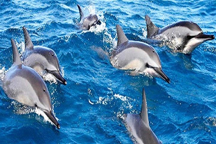 Dolphin Watching and Snorkeling Tour from Muscat - Image 2