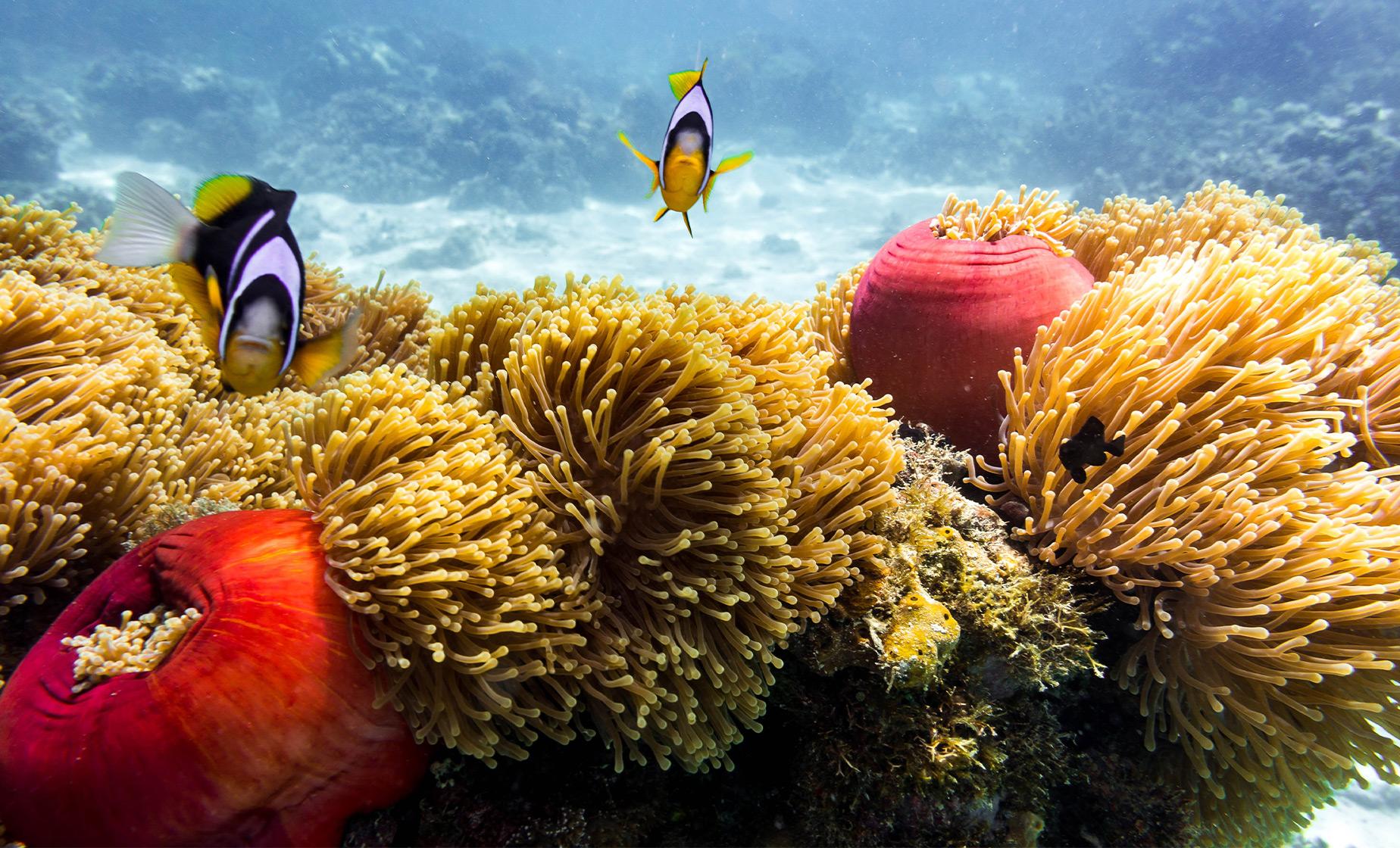 Dolphin Watching Cruise and Snorkeling - Image 1