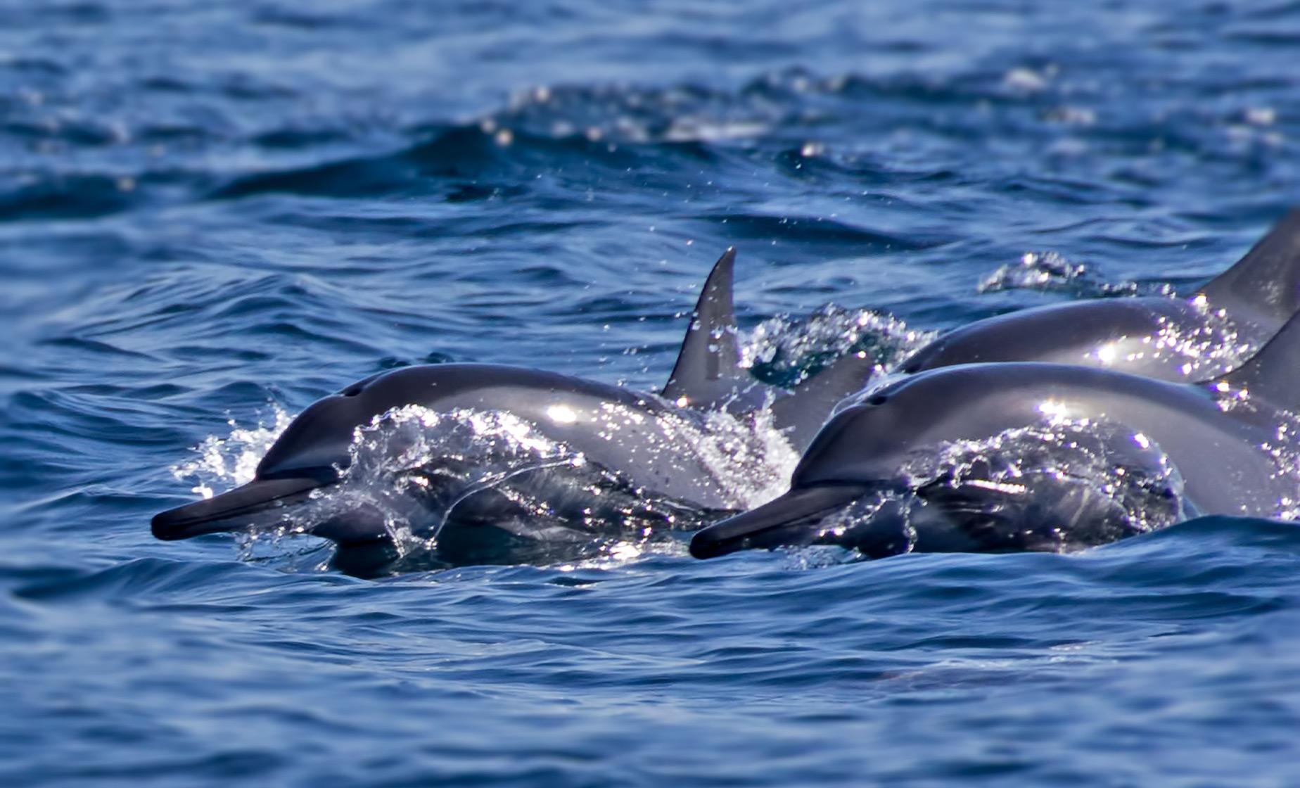 Dolphin Watching Cruise - Image 1