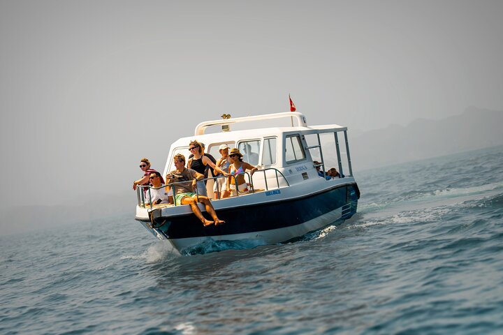Dolphin Watching in Muscat - Image 3