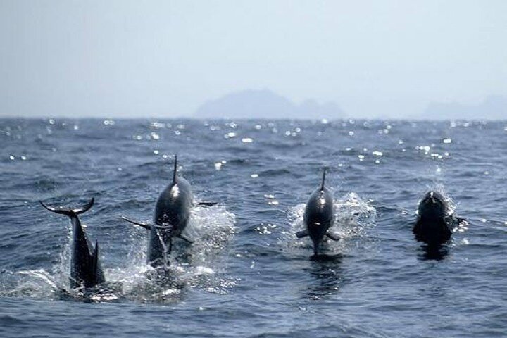 Dolphin Watching in Muscat - Image 5