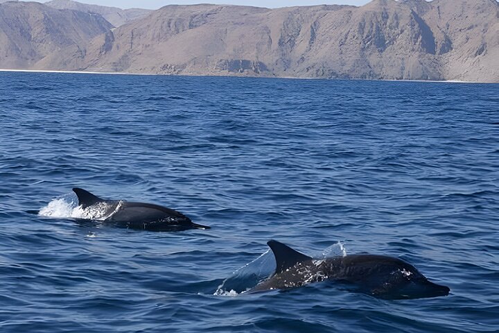 Dolphin Watching in Muscat - Image 2