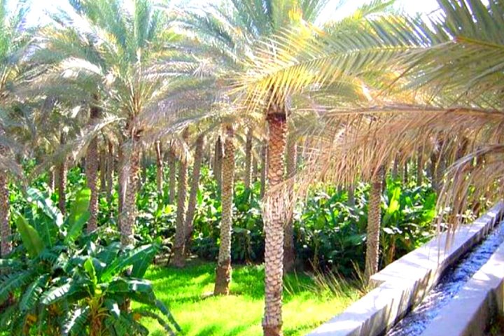 Full-Day Private Tour of Nizwa From Muscat - Image 5