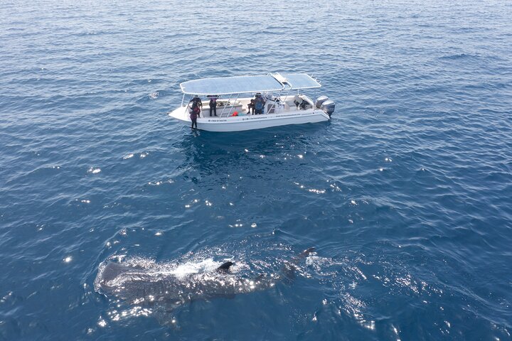 Half Day Boat Trip and Snorkeling at Daymaniyat Island - Image 1