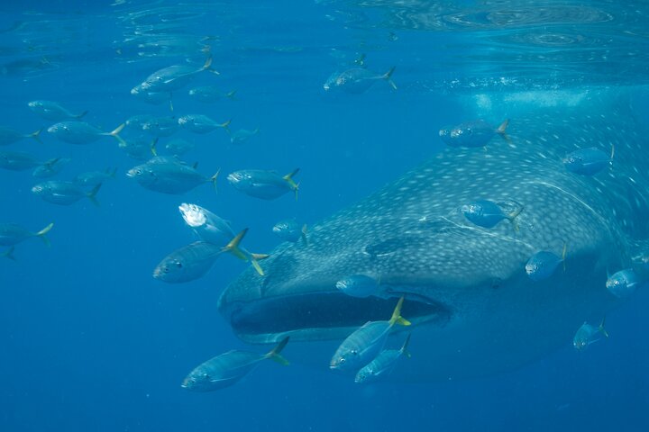 Half Day Boat Trip and Snorkeling at Daymaniyat Island - Image 4