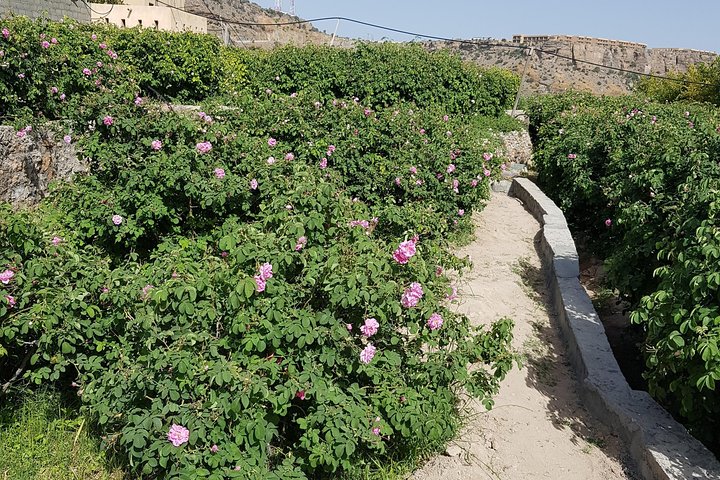 Historical city of Nizwa - Image 4