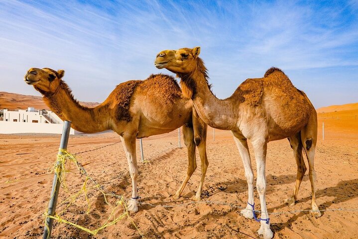 Private 2 Days 1 Night Wahiba Sands Desert and Wadi Bani Khalid Tour - Image 5