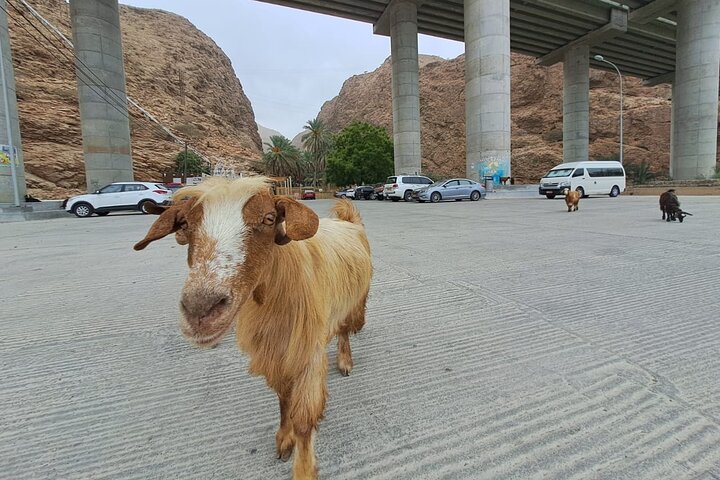 Private 3-Day Magnificent Oman Tour - Image 3