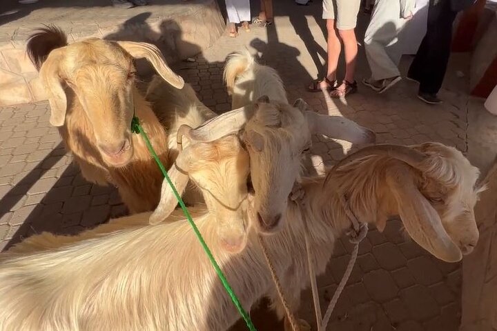 Private Friday Cattle Market-Nizwa and Jebel Akhdar-Full-Day Tour - Image 2