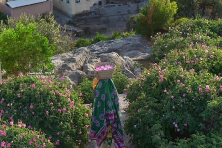 Private Oman Full Day Guided Sightseeing Tour - Image 4