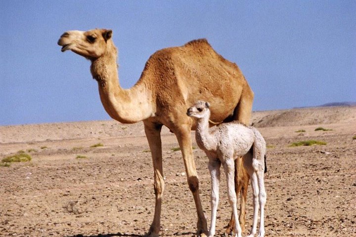 Private Safari Wahiba Sands and Wadi Bani Khalid from Muscat - Image 3