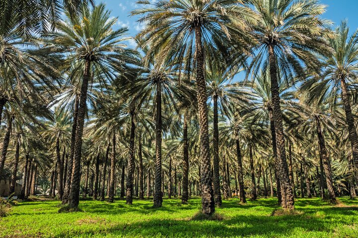 private tour to the heart of Oman, Fanja, Samail, Izki and Nizwa - Image 2