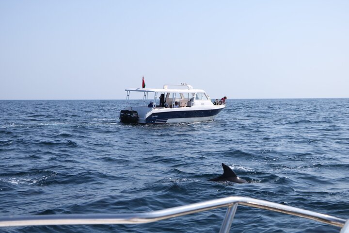 Snorkeling and Dolphin Sightseeing Group Experience - Image 1