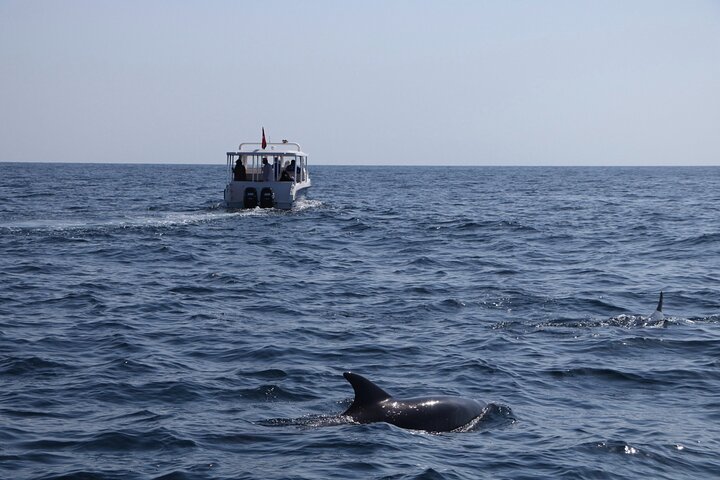 Snorkeling and Dolphin Sightseeing Group Experience - Image 5