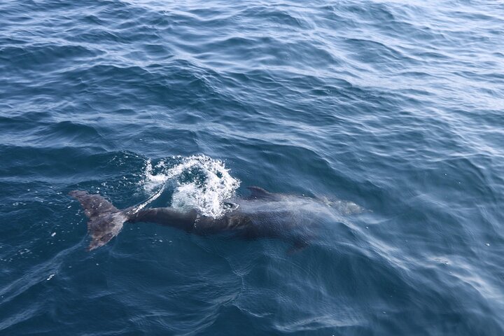 Snorkeling and Dolphin Sightseeing Group Experience - Image 2