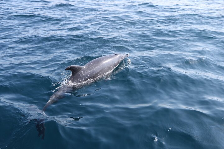Snorkeling and Dolphin Sightseeing Private Experience - Image 4