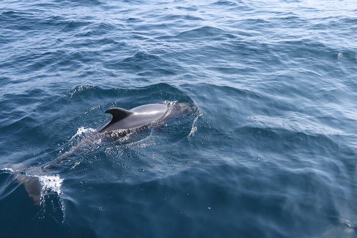 Snorkeling and Dolphin Sightseeing Private Experience - Image 5
