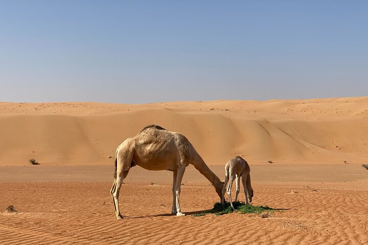 Sunset watching in Al Wahiba Sand - Image 2