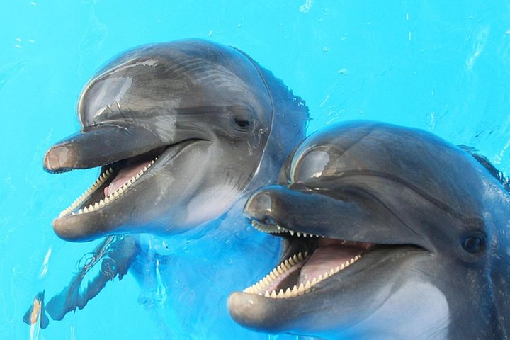 Super Special Sea Trip - Image 2