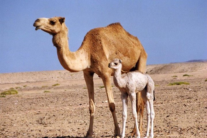 Wahiba Sands and Desert Safari from Muscat - Image 3