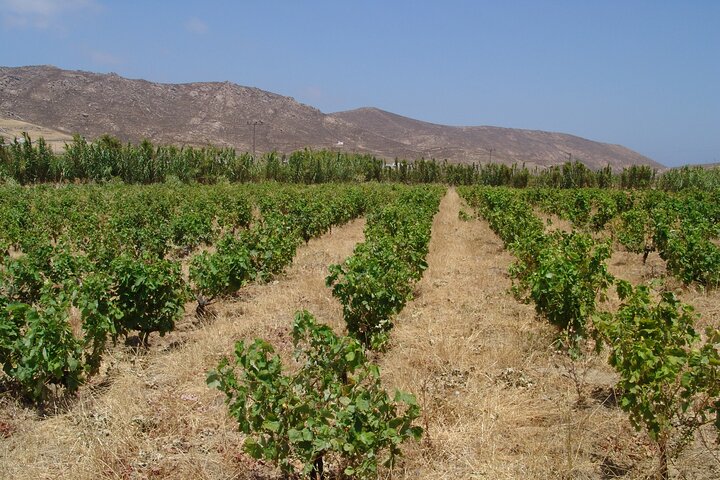 Complete tour of Mykonos & Wine (or Beer) tasting - Image 5