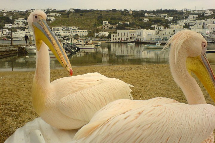 Cosmopolitan Mykonos - Image 3