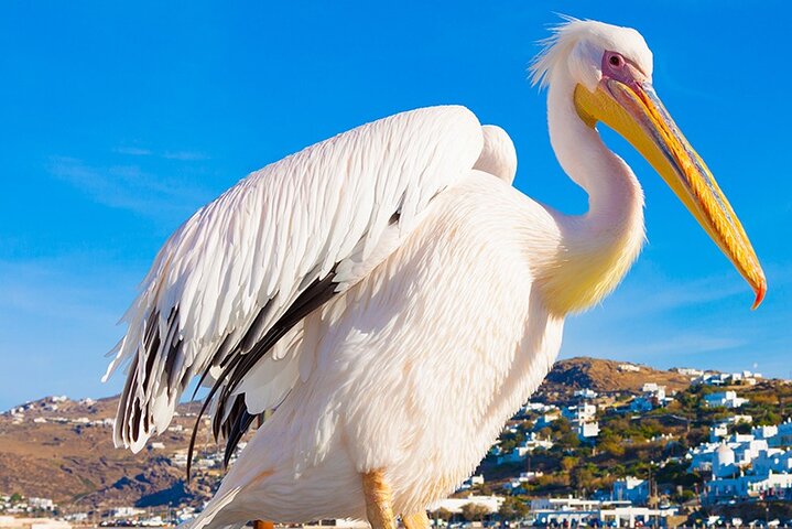 Half-Day Private Guided Tour in Mykonos up to 6 - Image 4