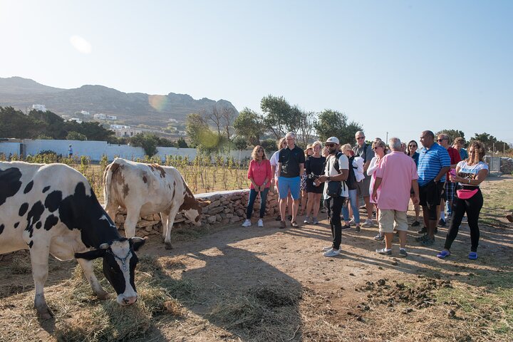 Mykonian Farm Experience - Image 4