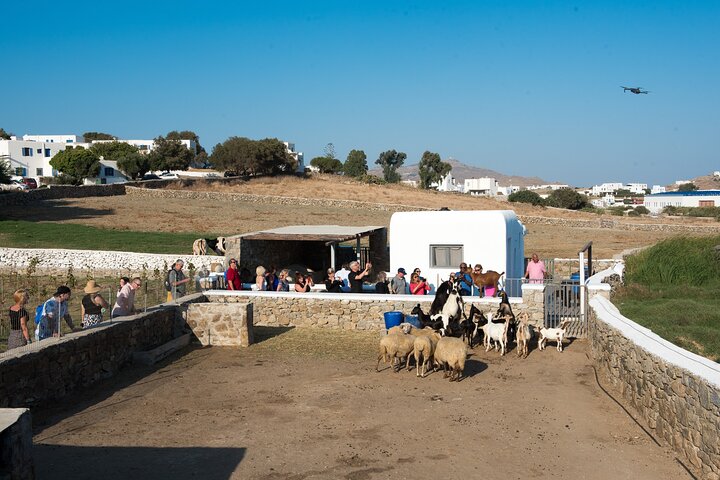 Mykonian Farm Experience - Image 1