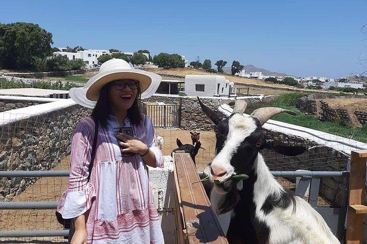 Visit the Mykonian Farm in Mykonos - Image 3
