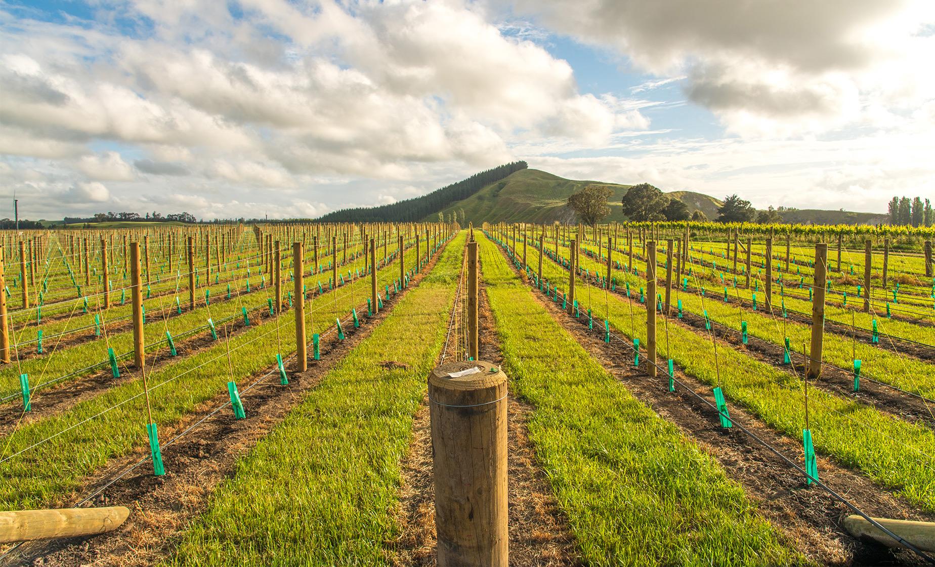 Hawke's Bay Wines, Beer and Napier Art Deco - Image 1