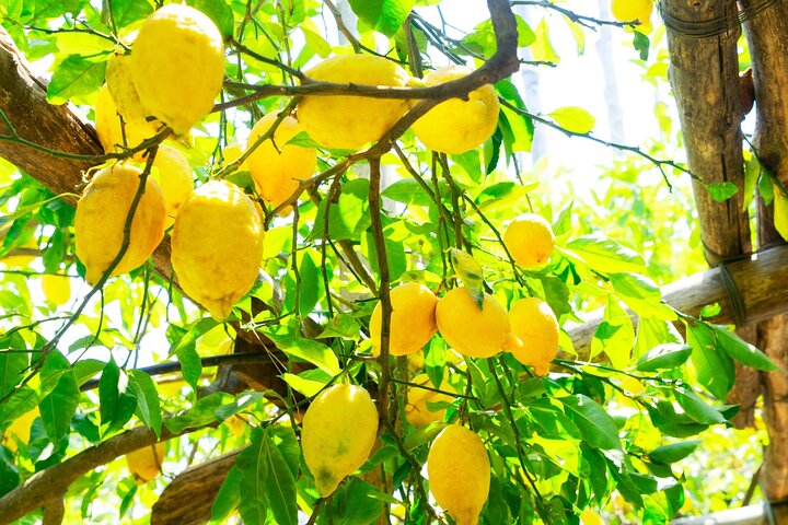 6-Hours Discovering the Wonders of Sorrento from Naples - Image 5