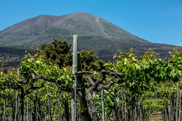Divino Vesuvio - Wine Tasting on the slopes of Mount Vesuvius from Naples - Image 1
