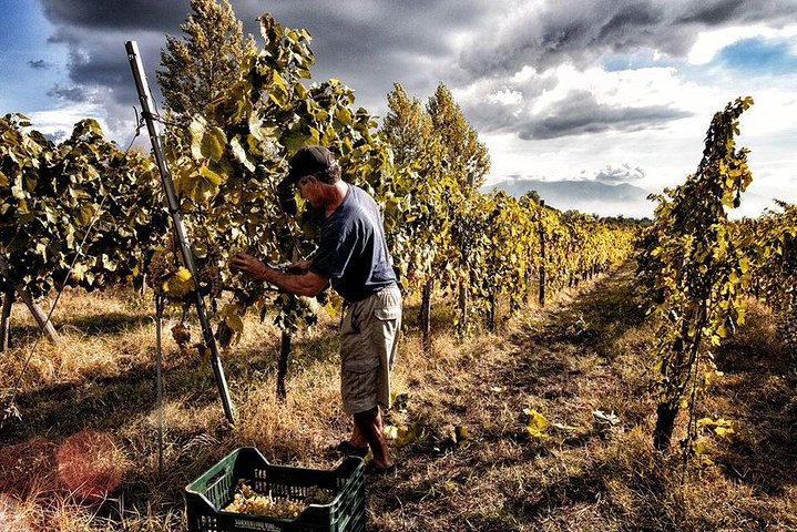 Divino Vesuvio - Wine Tasting on the slopes of Mount Vesuvius from Naples - Image 2