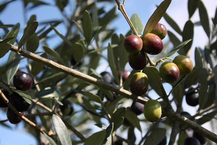 Enogastronomic tour: limoncello factory-oil factory-wine tasting - Image 4