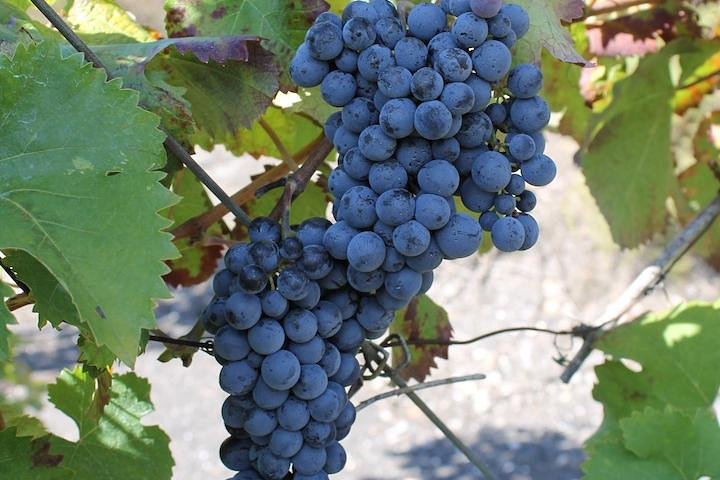 Enogastronomic tour: limoncello factory-oil factory-wine tasting - Image 3