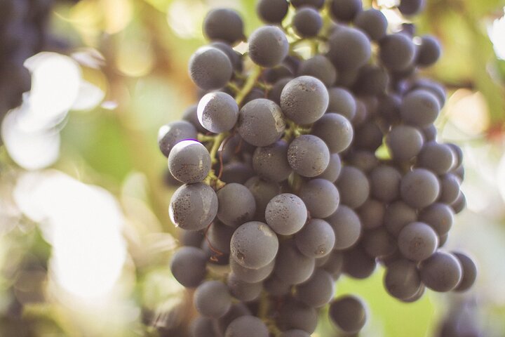 Full Day Private Amalfi Coast Wine and Food Tasting Tour - Image 3