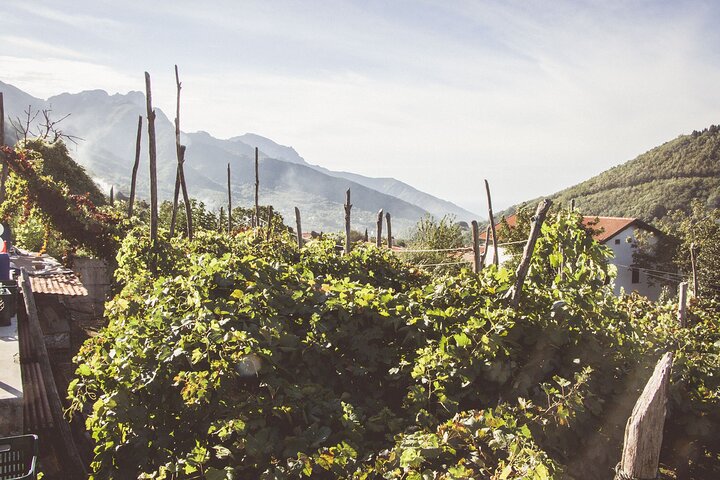 Full Day Private Amalfi Coast Wine and Food Tasting Tour - Image 1
