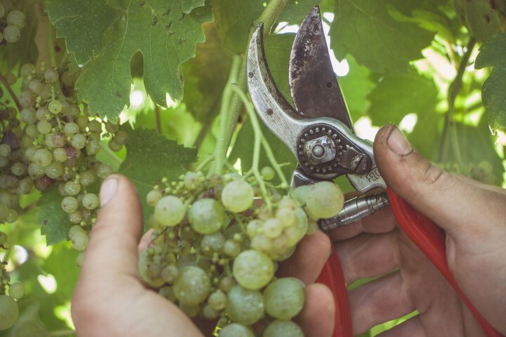 Full Day Private Amalfi Coast Wine and Food Tasting Tour - Image 2