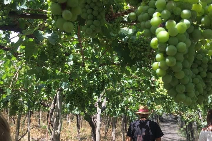 Hiking the stratovolcano Mt. Vesuivius with a wine tour (Intriguing Tour) - Image 2