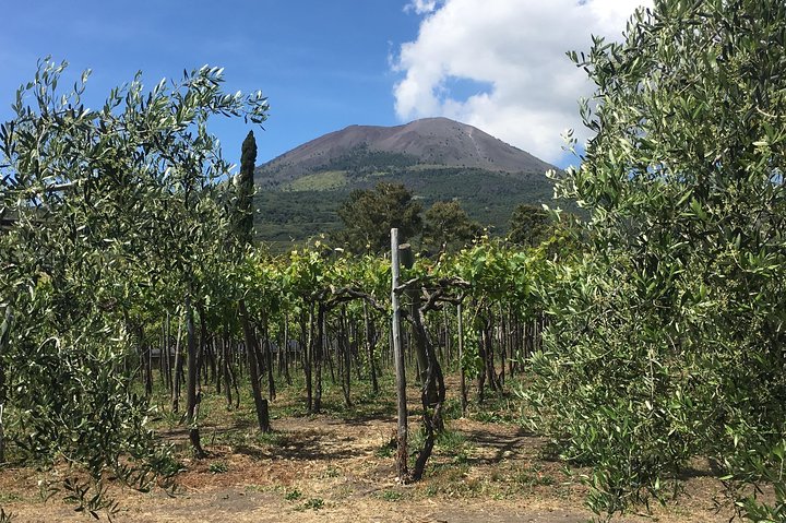 History and Wine - Private car service, guided tour of Pompeii and Wine tasting - Image 3