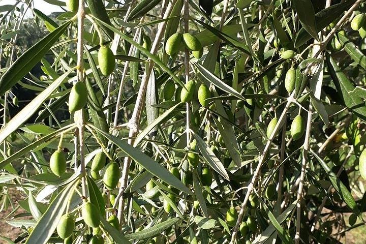 Lemon and olive oil in Sorrento Coast - Image 5