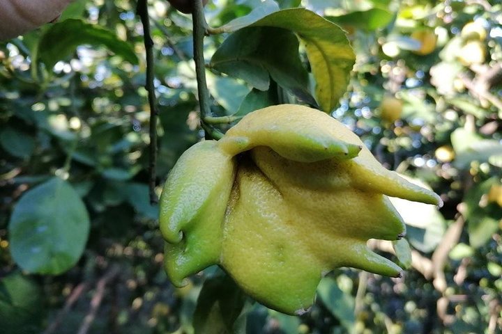 Lemon and olive oil in Sorrento Coast - Image 1
