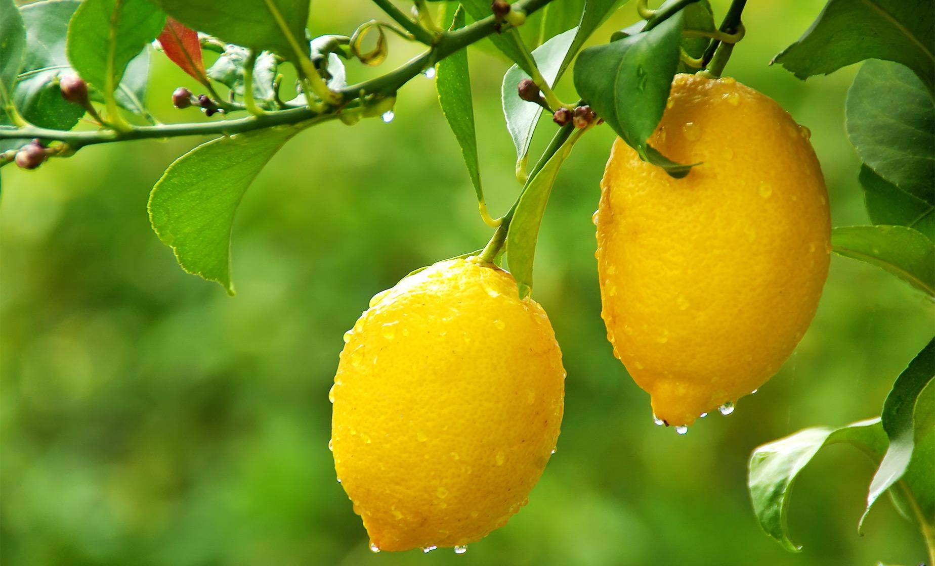 Lemons, Olives and More - Image 1