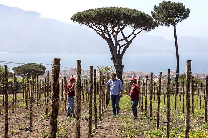 Mount Vesuvio Organic Wine Tasting & Lunch with Transfer from Naples  - Image 5
