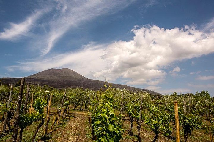 Mount Vesuvio Organic Wine Tasting & Lunch with Transfer from Naples  - Image 3