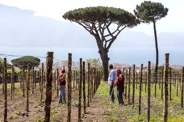 Organic Wine Tasting & Lunch on Vesuvius with Transfer from Naples - Image 5